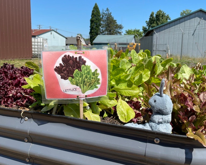 Wallace, la mascota de WCCLS, se sienta en una jardinera de lechugas.